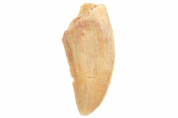 Serrated, .8" Raptor Tooth - Real Dinosaur Tooth